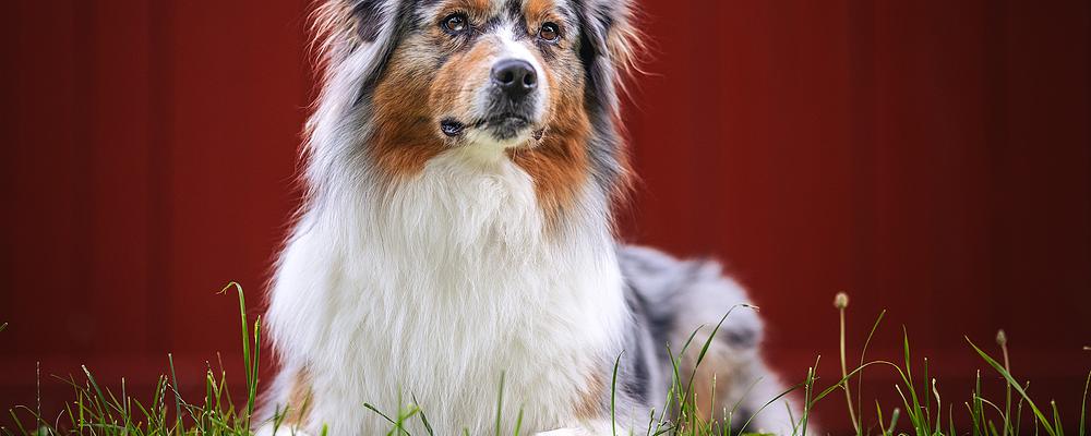 Dog Photography