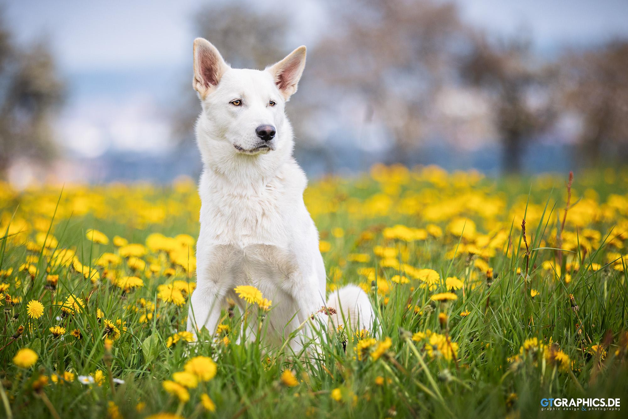 Dandelion