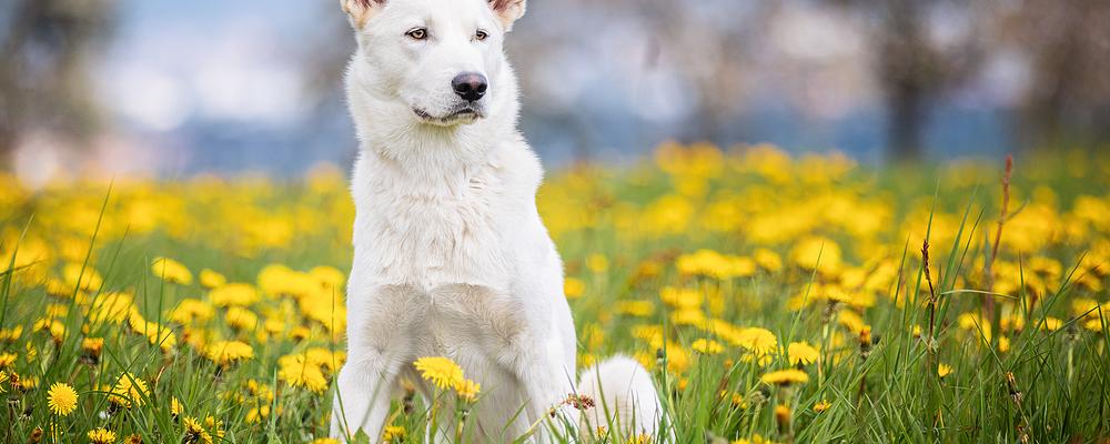 Dandelion